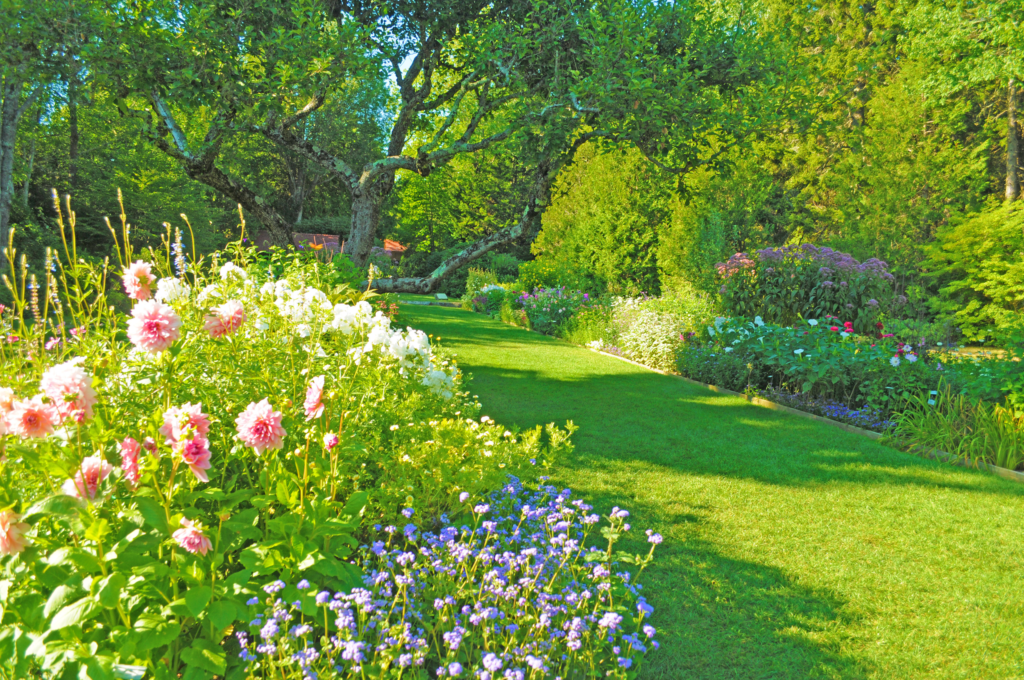 Image of a garden with blooming flowers